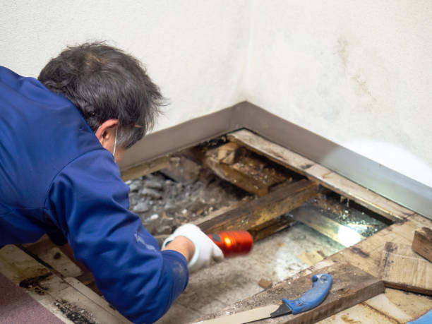 Best Toxic Mold Removal  in Warsaw, MO