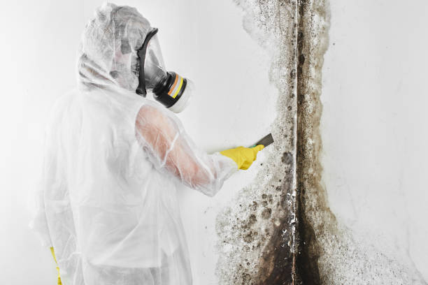 Best Attic Mold Removal  in Warsaw, MO