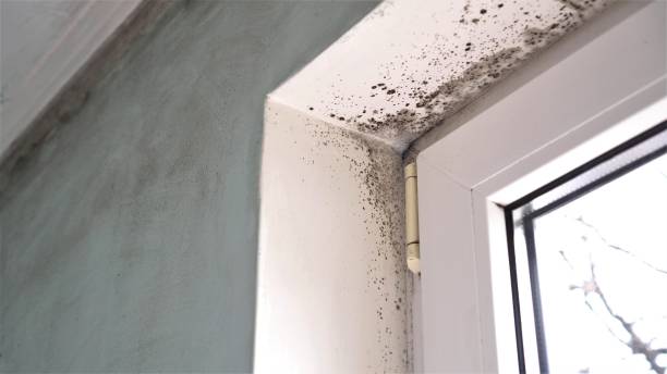 Best Residential Mold Removal  in Warsaw, MO