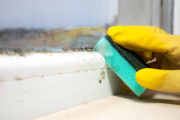 Mold Testing and Removal in Warsaw, MO